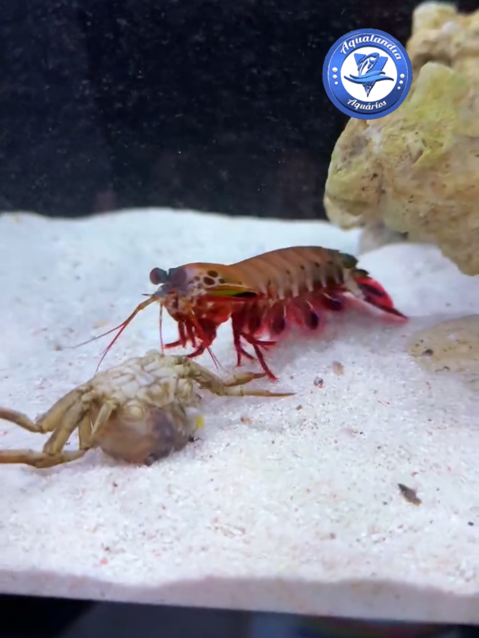 O camarão mantys (Odontodactylus scyllarus), também conhecido como lagosta-boxeadora é uma espécie de tamarutaca nativa do Indo-Pacífico, de Guam até a África Oriental. Em aquários de água salgada, é uma atração tanto pela coloração quanto pelo perigo. O soco dela é uma arma muito perigosa e dolorida.