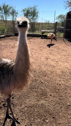 EMU CHAOS, Alora meets cashew again, the struggles of planting a tree with the aninals, and RED!!! #animals #cataleah #farm #farmlife #pets #emus 