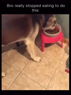 | bruh🤨🧐 | #viraltiktok #viralvideo #tendenza #following #like #neipertee #fyp #videoviral #dogsoftiktok #dog #fart #eating 
