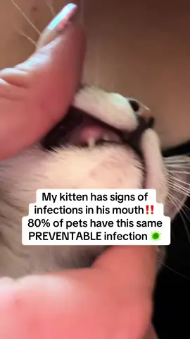 Infections happen so fast! #pettips #cats #dogs #petdentalhealth 