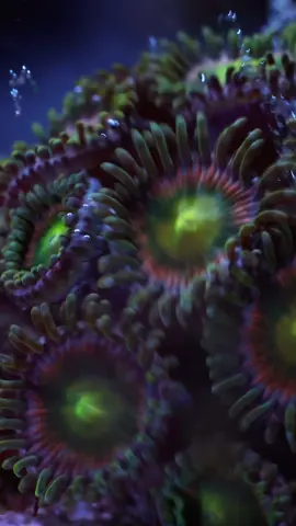 Zoas getting some @Coral Essentials  Coral Power Food and CVE+! Poor little guy at the end couldn't get that particle in its mouth before it floated away 😂 Backstory of this zoa frag is that I only bought it because it was covered in Aiptasia, and I needed some to feed my Berghias 😅 ----------------------------------------------------------------------------------- Get all Coral Essentials products on dalua.com (@DALUA International) using promo code ASHAQUATICS for 11% off ----------------------------------------------------------------------------------- #allmymoneygoestocoral #coralessentials #daluainternational #reefrehab #zoanthids 