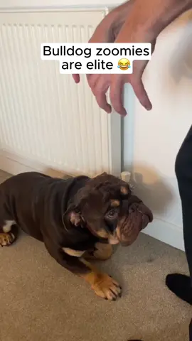 His movements are so fast yet so slow.. 😂 (@Bert the Bulldog )  #bulldog #dogsoftiktok #zoomies #funnymoments 