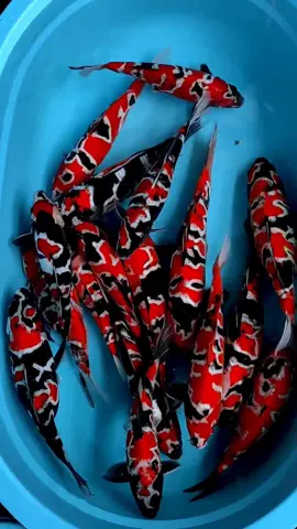 What do you think about these doitsu showa? They call these Naruto Showa By dutakoiblitar _oficial #koi #nishikigoi #japanese #carp #beautiful #pond #sekaikoi #sekaipond #sekaikoihunting #fyp #huntersekaikoi #waterpets #naruto #showanaruto #koiblitar #koiindonesia #ikankoi #ikan #foryou 