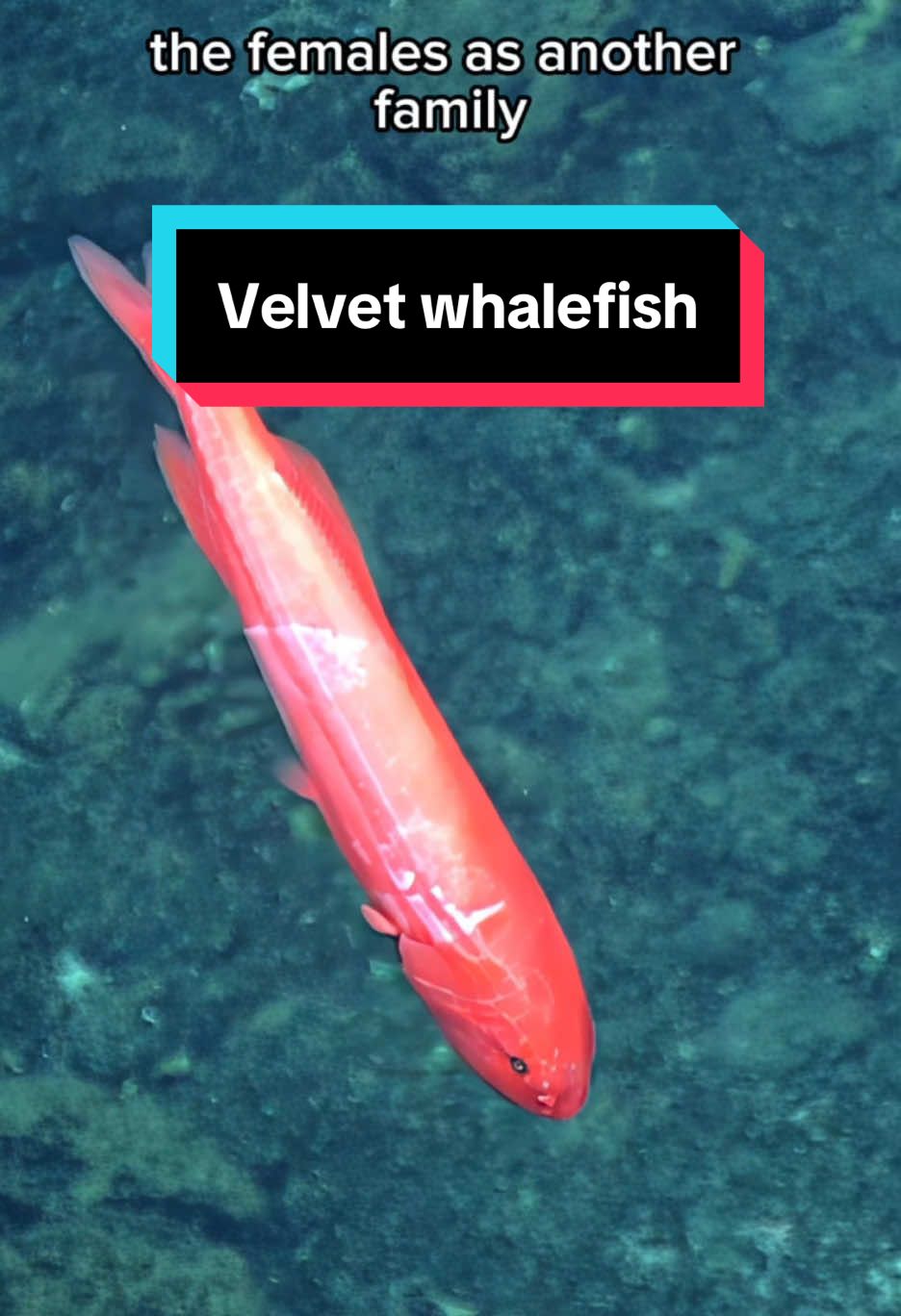 Our #CorpsofExploration spotted this bright red #velvetwhalefish (Barbourisia rufa) while exploring an unnamed ridge located roughly 30 nm southeast of #Angaur, and just inside the boundaries of the #PalauNationalMarineSanctuary. It’s named for its resemblance to a whale: small pectoral and pelvic fins, and dorsal and anal fins set far back. #NautilusLive 