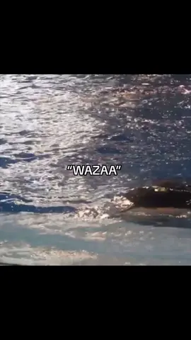 I love them 😭 vc:Cetacean Lover #forever0rca #orca #killerwhales #foreverork1d #foryoupage #xyzcba #fyp #blowthisup #plsblowthisup #plsforyou #edit 