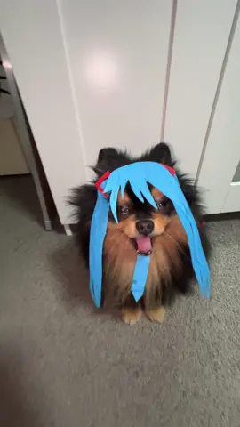 guess whos back from break? Miku 😋 #fyp #visciousz #viral #hatsunemiku #mikuexpo #viral #pomeranian #cosplay