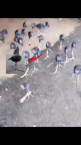 they are coming #saygexmaster #onelegbird #youaremyspecial 