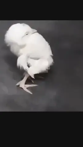 اه يا ضهر اه يا ركب
