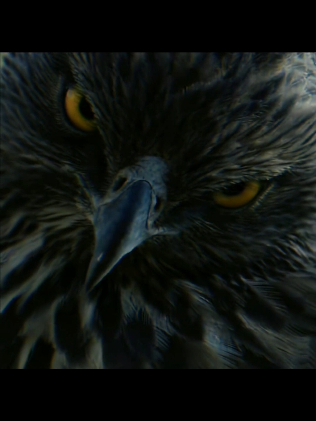 suddenly my eyes transforming in to hunter eyes #Relationship #foryo #eagle #eagles #lieing #gf #bf #jealousy #jealous 