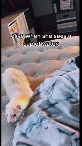 she loves cup water #ferrettok #funnyvideo #petferret #fyp #viral #water #trending #oldaudio 