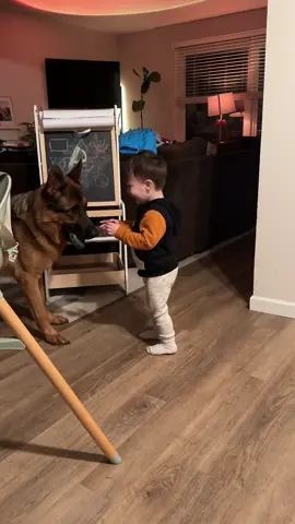Nightly zoomies #toddlersoftiktok #toddler #germanshepherd #gsd #toddlersanddogs #BestFriends 