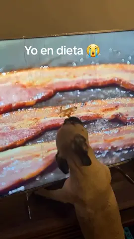pinché dieta #firulais #tocino #bacon 