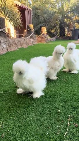 #دجاج #نوادر #السلكي #موسم_الرياض #القطني #البراهما_العملاق #قطة_صغيرة #قطة#حيوانات