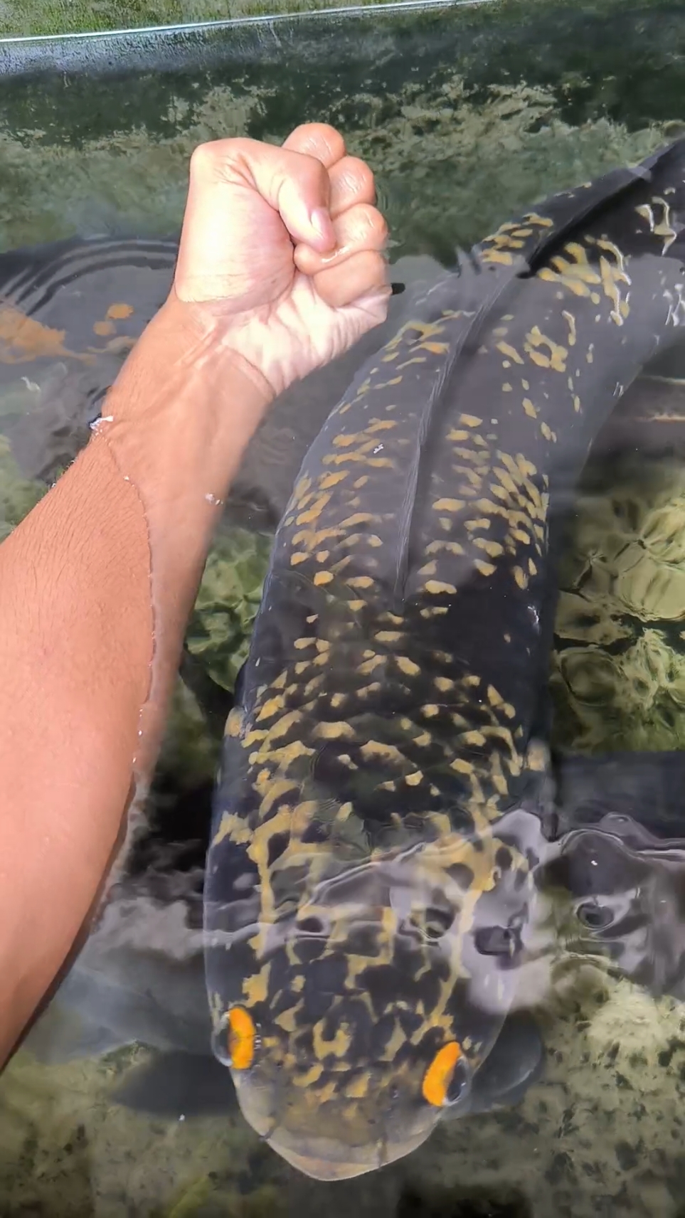Se Paha #fishpond #ikanhias #viral #masukberanda #fyp #leopardcatfish #oscar #bawal #rtc #channaindonesia #channa #predatorfish #peliharaan #ikanpredator #ikan #capcut #channajumbo #kolam #fiter #iwak 