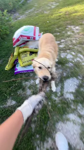 Jake was being a great help 🤗 #garden #plants #yard #DIY #dog #goldenretriever 