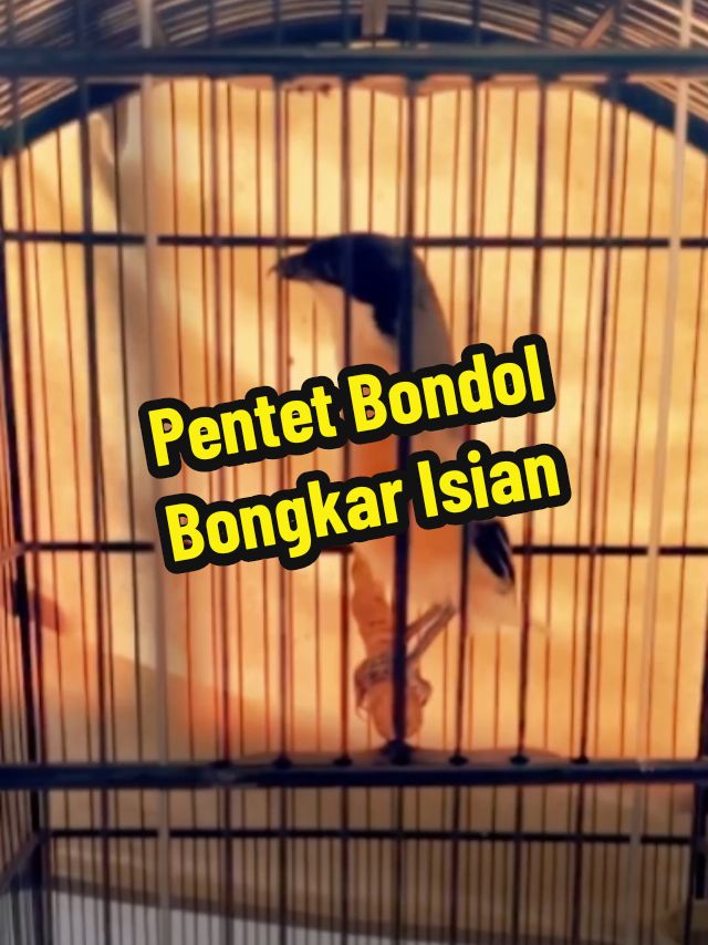 Burung pentet / cendet bondol gacor bongkar materi, cocok untuk di jadikan burung masteran. #kicaumania #kicaumaniaindonesia #kicaumanianusantara #burungmasteran #pentet #pentetmania #pentetmaniaindonesia #cendet #cendetmania #cendetmaniaindonesia #cendetjatim #cendetmanianusantara 