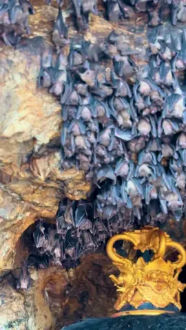 PURA GOA LAWAH 😇🙏🏻🦇 #fypage #fyp #fypシ゚ 