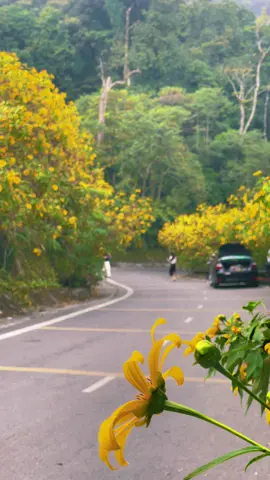 Hoa Dã Quỳ - Ba Vì #donglongbong #bavi #hoadaquybavi #vuonquocgiabavi #hoadãquỳbavì 