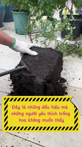 hãy hành động ngay, để cây của bạn tránh được những bệnh này.#chamsoccay #caitaodat #trongcaytainha #trongcaysieude 