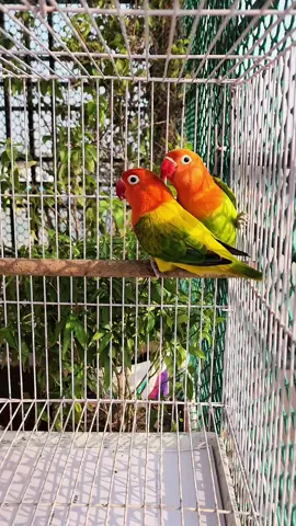 My Most Favourite Pair green Opaline×Green Ewing Opaline #beautifulhobbies #signature_aviary #viraltiktok #pets #parrot #QualityMatters 