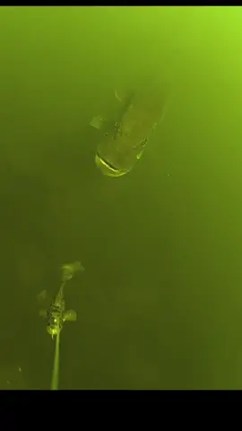 BIG Pike interested in the lure! We took our RV1 Live Video system to target some big northern Pike in Maine. We thought that trolling a big flashy lure would be best since the river water was muddy, and our suspicions were right! The 10in Burbot lure got the attention of a big Pike that was hiding under a bridge. We trolled by and saw LIVE on video this pike nose right up to our lure. He then proceeded to follow for 3 minutes before our lure got caught on some debris #fishing #pike 