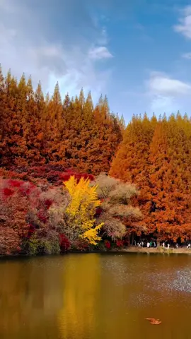 Nhìn rất Châu Âu nhưng là Hq 🍁🍁#용인시  Cuối tuần này nên đến đây ngắm lá đỏ của cây thủy sam nha mọi người. Ở đây lá đang đỏ đẹp,đến tuần sau cũng vẫn còn đẹp. ⭕️ 주소: 경기도 용인시 처인구 모현읍 외대로 81       #한국외국어대학교 #글로벌캠퍼스