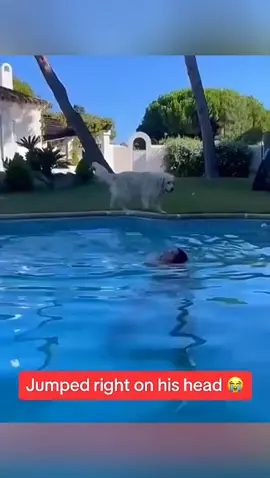 The end 🤣🤣 #pet #cat #dog #cute #animals #foryou #typ
