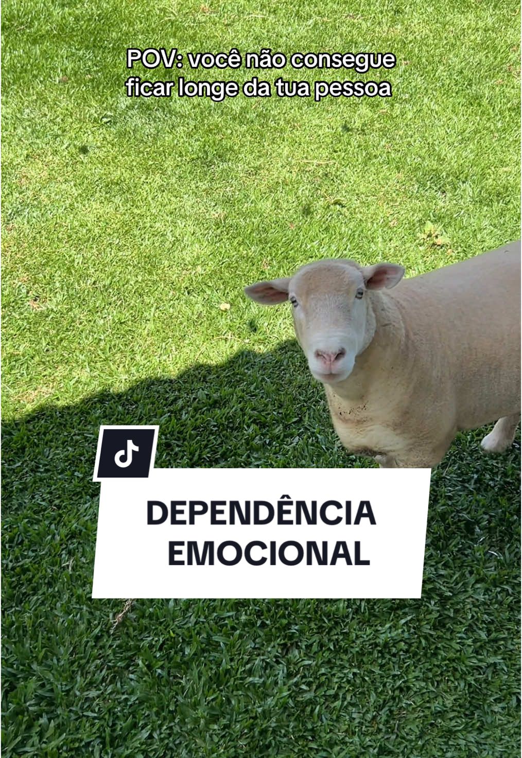 Minha 🥹❤️ #ovelhachanel 