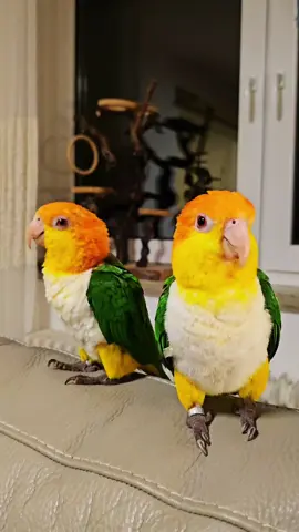 Dobby getting birdnapped 3..2..1.. . . ✨ Meet the White-Bellied Caique! ✨ Curious, energetic, and full of personality, the white-bellied caique is known for its vibrant colors, playful nature, and joyful spirit. This little parrot is a bundle of energy, always bouncing around, exploring, and finding new ways to have fun. With their unique blend of white, green, yellow, and orange feathers, these colorful companions stand out as true entertainers in the bird world. Not only are they incredibly social and intelligent, but white-bellied caiques are also one of the most interactive and affectionate parrot species. They love climbing, playing with toys, and hopping around, making them the acrobats of the bird kingdom! 🎪 Known for their comical antics and boundless energy, caiques are a delight for any bird lover. This pet friend is so craz, if you see them be prepared for endless amusement and a touch of cheekiness! 💚🧡 Tag someone who would fall in love with these little clowns of the parrot world! #ParrotLovers #WhiteBelliedCaique #ParrotLife #CaiqueCommunity #BirdLovers #FeatheredFriends #ParrotsofInstagram #HappyBirds #pets 