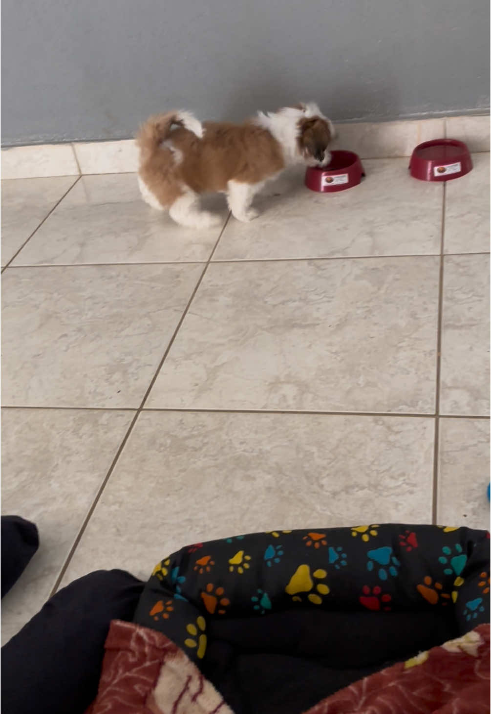 Quando sua unica missão é acabar com a ração do potinho! 😅 #shihtzu #shihtzubrasil #minasgerais #missaoimpossivel #horadecomer #dogs #pets 