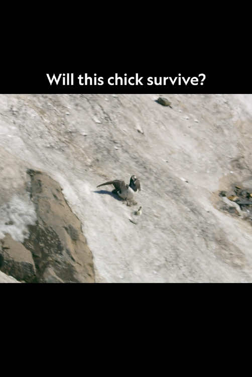 Barnacle geese breed in the mountains, safe from predators but far from food. The problem? Chicks need to eat within 36 hours of hatching—but won't be able to fly for another month. 🎥: #HostilePlanet 