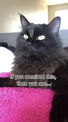 🤭😝 #catsloversclub #cattoks #meows #blackcatsoftiktok #chatnoir 