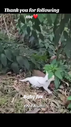 #beautiful #rescue #animal 