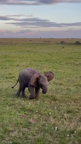 Cutest ever 🥹 #babyelephant #kenyantiktok🇰🇪 #fyp 