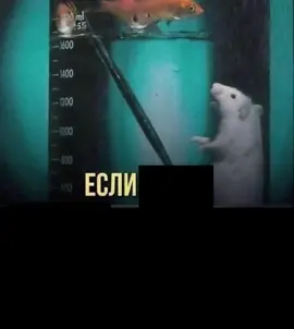 Быстро четко ясно :3 #хуй #Актив #реки #рекомендации #fypシ #мем #Mem #meme #мемскрысой #крыса #озвучка #ор #крики #:3 