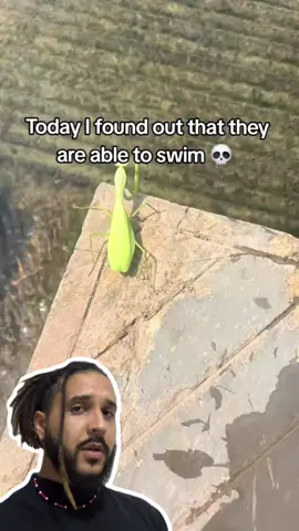 Esse Louva-a-deus está sendo CONTROLADO por um parasita! 😱🦠 . . . #animaisnotiktok #bichos #biologia #ciência #curiosidades #agoravocesabe #aprendanotiktok