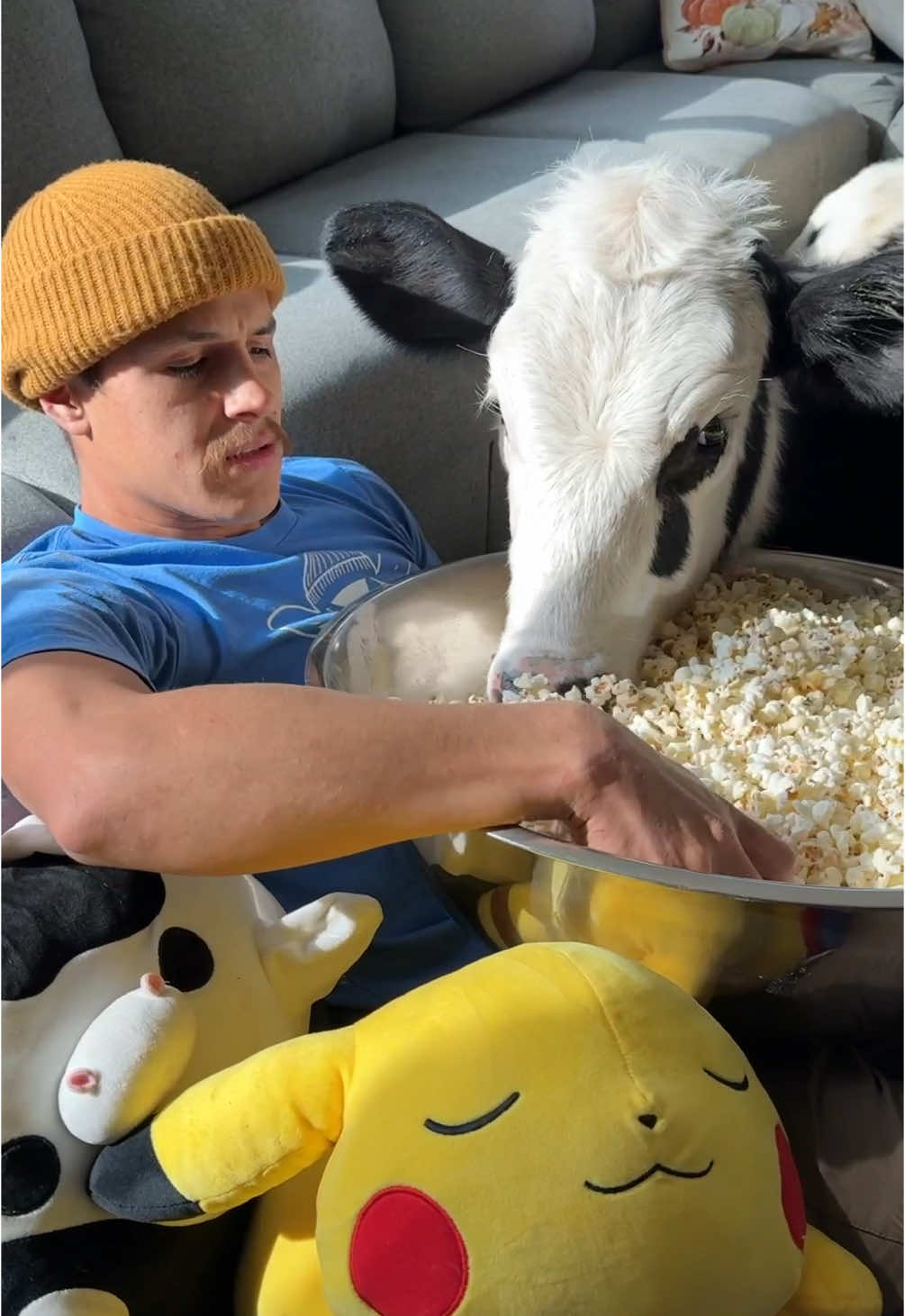 Movie night with Bruce! #cow #brucethecow #farm #animals  IB: @thegoodhype 