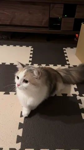 なにもない☹️#猫 #ネコ #cat #kitten #kucing #ペット#pet #catsoftiktok #ミヌエット#猫のいる暮らし