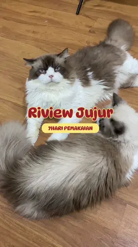 Riview jujur pake 7 hari bener bener bikin halus bulu dan mata cerah🥰 @Novamos Pusat #vitaminbulukucing #vitaminkucing 