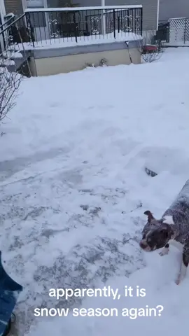 It's too early . ....Thor doesn't care as long as it isn't rain. #snow #snowman #snowdog 