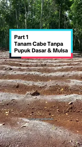 Part 1 Tanam Cabe Tanpa Pupuk Dasar & Mulsa, follow buat part selanjutnya #petanigenz #petanimuda #petanimilenial #petanicabe #satupersenpetani #tanamcabetanpamulsa 