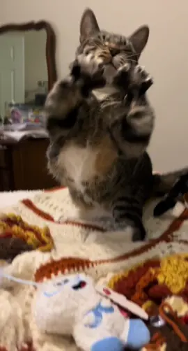 #fyp #foryou #foryoupage #cat #catsoftiktok #PetsOfTikTok #pets #animals 