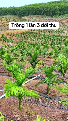 Lên kèo 1 vạn cây cho khách dự kiến 5 năm sau thu hoạch #cautuquy #caututhoi #cayhoaviet #caygiongviet 