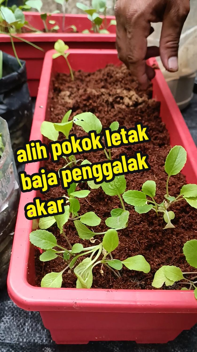 lagi tak abis alih pokok, lgi tu la ade keje tergendala🤣🤣 duk dalam tray terbantut pertumbuhan nya, jadi memang kena alih ke pasu besar sikit. bila dah alih, guna baja penggalak aakr untuk kuatkan akar & menggalakkan lagi pertumbuhan akar baru untuk tumbesaran pokok. #gardening #gengkebuntepirumah #gengkebun #bajapenggalakakar #baja #fyp 