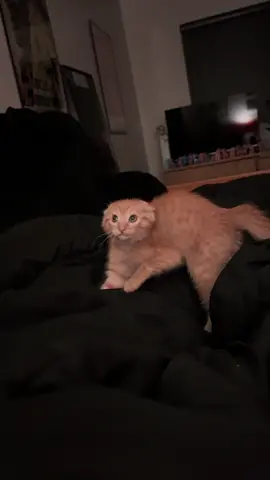 HIS EARS GREW BACK #noears #orangecat #orangecar #cat #orangekitten #kitten #stupidcat #fyp 
