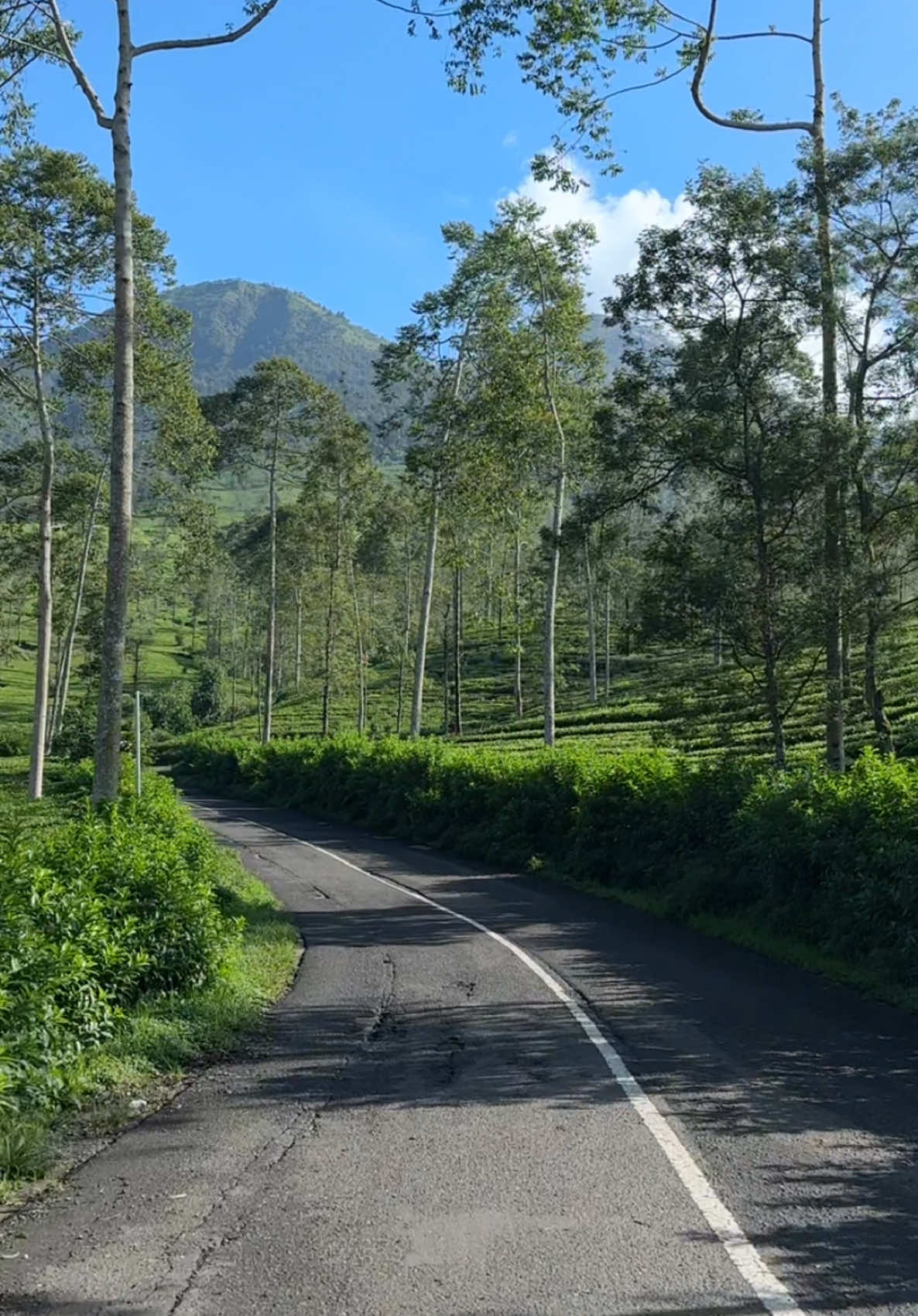 Tiap hari lewat sinipun gak bosen, karena pemandangannya seindah itu #fyp #wonosobo #dieng 