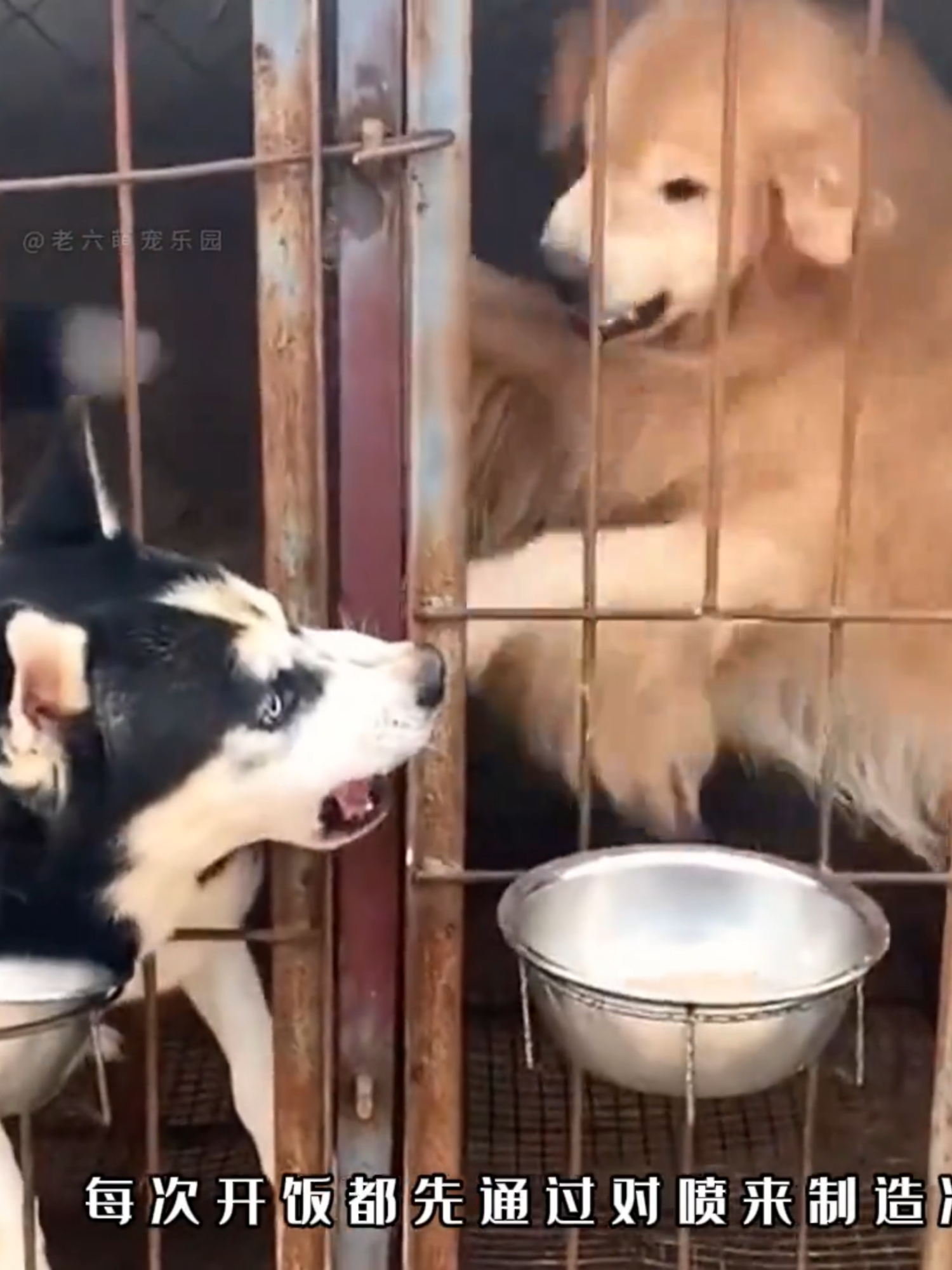 The most notorious Husky on the internet not only snatches Golden Hair's rice bowl, but also destroys others' rice bowls after wiping them clean！ 😂😂😂😝😝🤣🤣 #tik #tik_tok #cutepets #funnyanimals #happy #Love #animals #pet #family #SiberianHusky