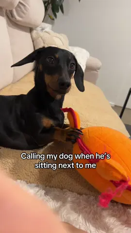 Calling snoopy when snoopy is there pt. 2 #dachshund #dachshundsoftiktok #dacshundlife #dacshundoftheday #dachshundlove #dachshundaddict #minidachshund #fyp #foryoupage #dachshundpuppy #dogsoftiktok #sausagedog #doxiesoftiktok #puppy 