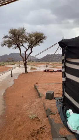 فايف ستار ✨ . . #قيلات #قيلة #كشتات #طلعات #شعبان #بيت_شعر #ال #حايل #حائل #طلح #شعيب #مطر #رحمه 