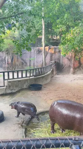 น้องเด้งสมชื่อมากลูก ดีดสุดๆ 🤣🦛 #หมูเด้ง #moodeng #น้องหมูเด้ง #ฮิปโปแคระ #สวนสัตว์เปิดเขาเขียว 